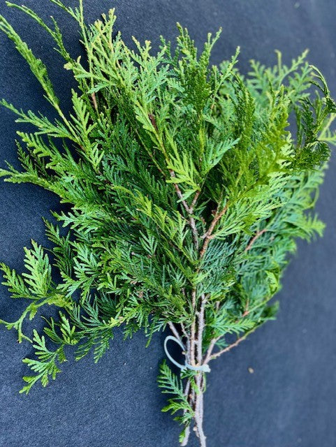 Cuttings, FRESH- Cedar, Western (Arborvitea)