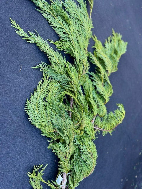 Cuttings, FRESH- Cedar, Orford