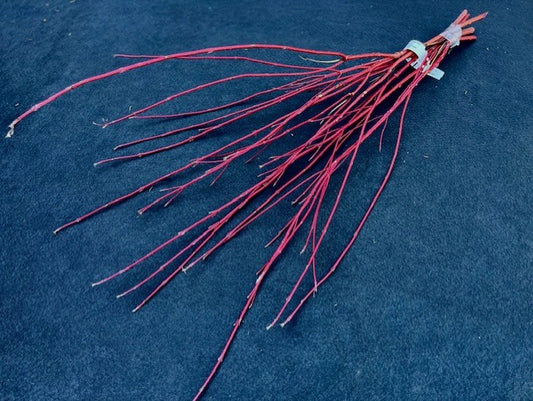 Cut Branches- Redtwig Dogwood