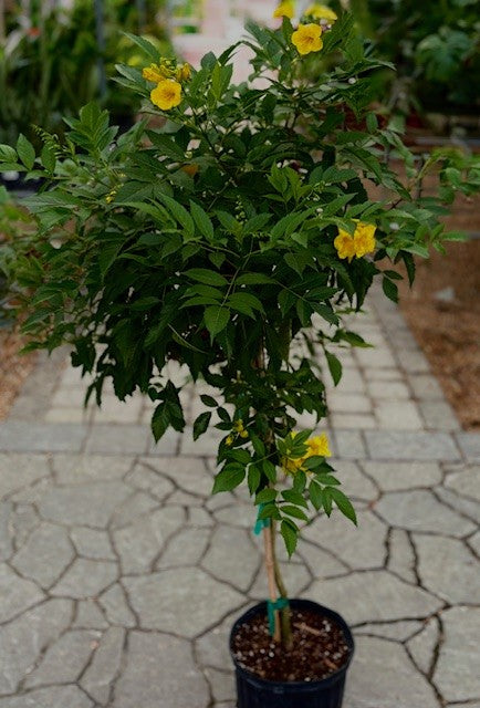 Esperanza/ Yellow Bell 'Gold Star' (Tecoma)