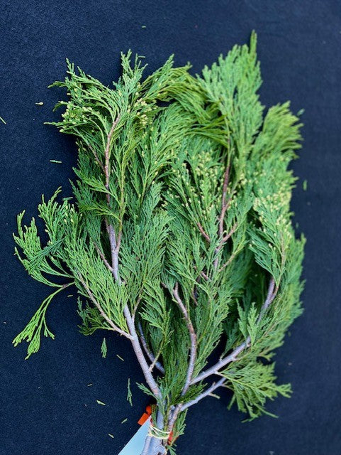 Cuttings, FRESH- Cedar, Incense