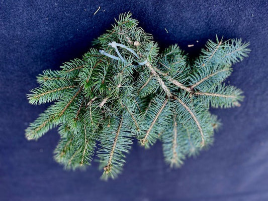 Cuttings, FRESH- Fir, Noble Tips