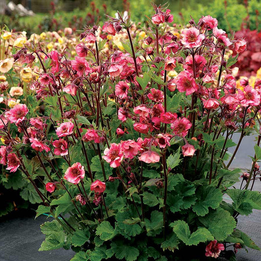 Geum 'Tempo Rose'