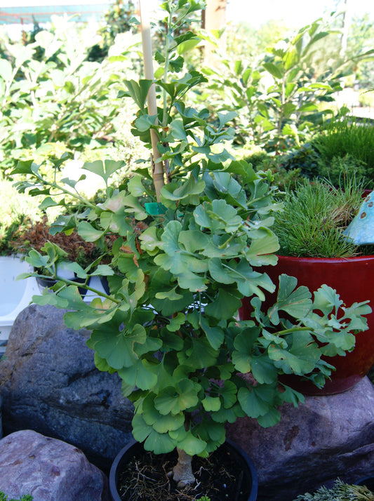 Ginkgo biloba 'Everton Broom'