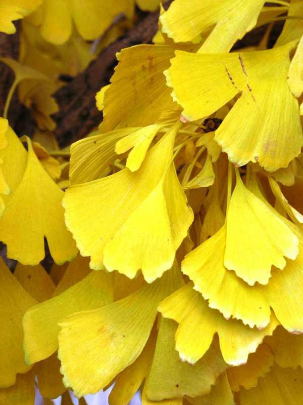 Ginkgo b. 'Autumn Gold'