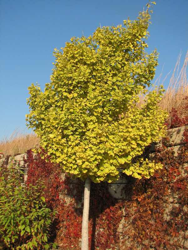 Ginkgo b. 'Autumn Gold'