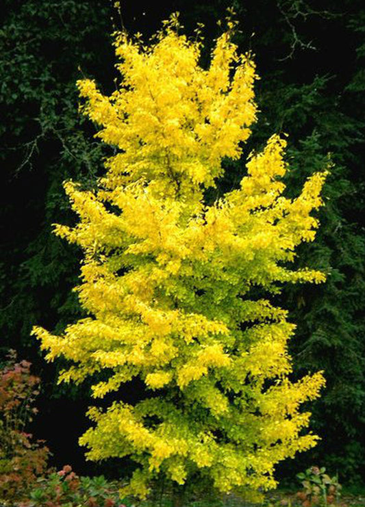 Maidenhair Tree, Male 'Saratoga' (Ginkgo)