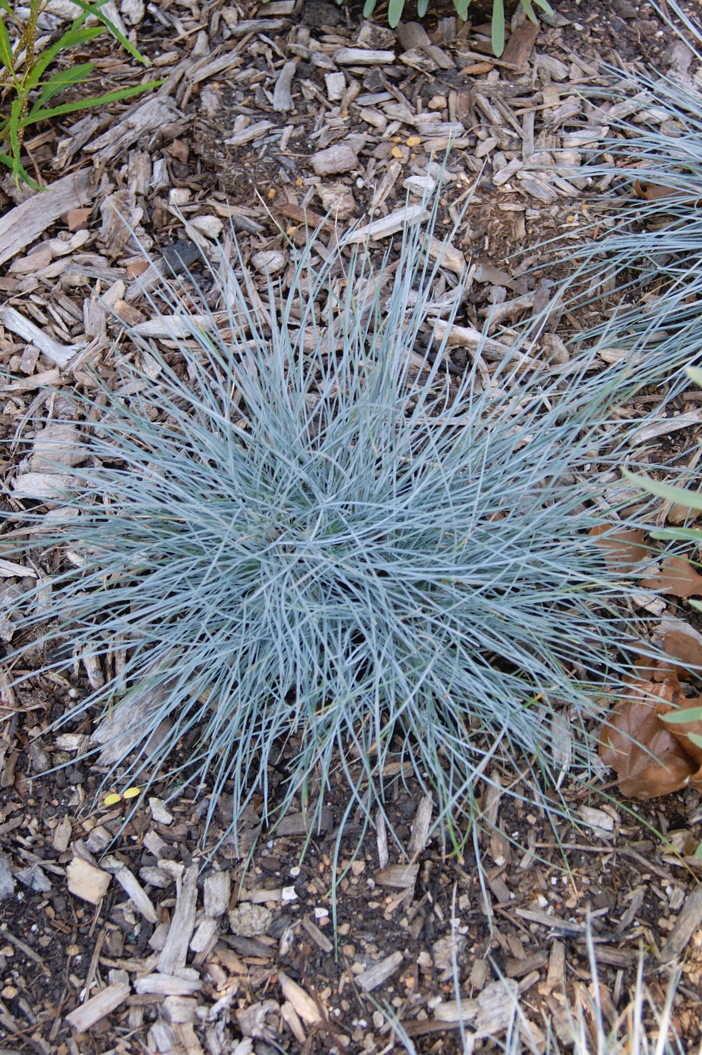 Festuca glauca 'Beyond Blue'