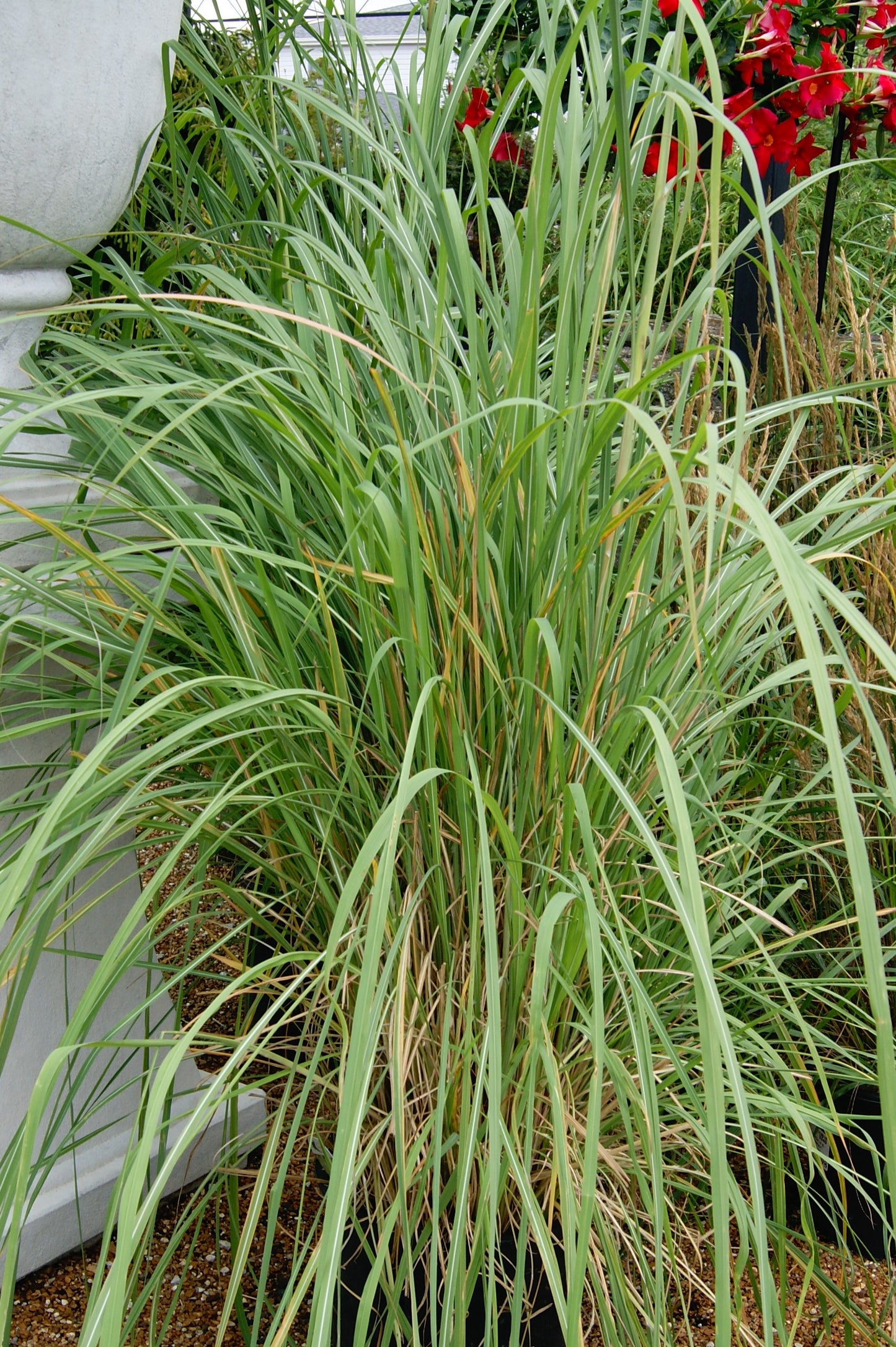 Saccharum ravennae