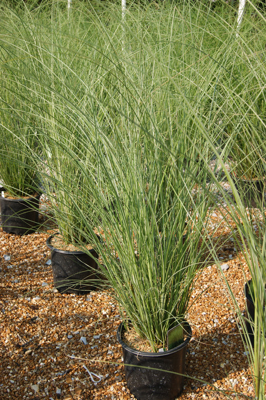 Grass, Maiden Silver / Eulalia Variegated 'Morning Light' (Miscanthus)
