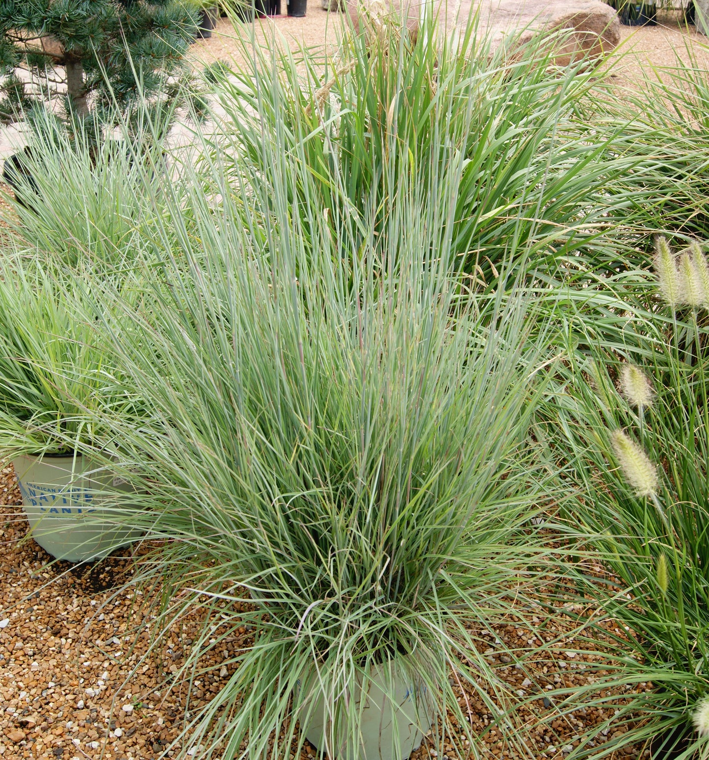 Schizachyrium scoparium 'Prairie Blues'