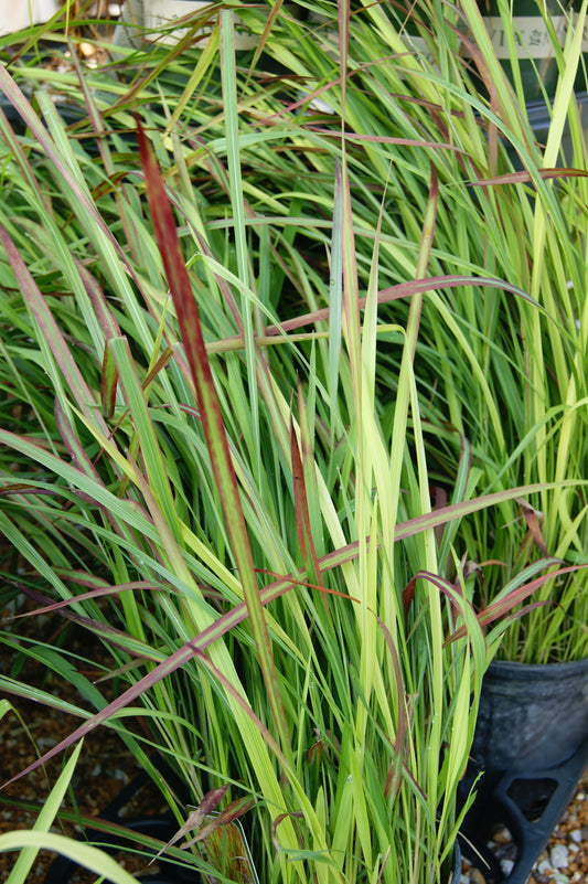 Blood Grass, Japanese 'Red Baron' (Imperata)