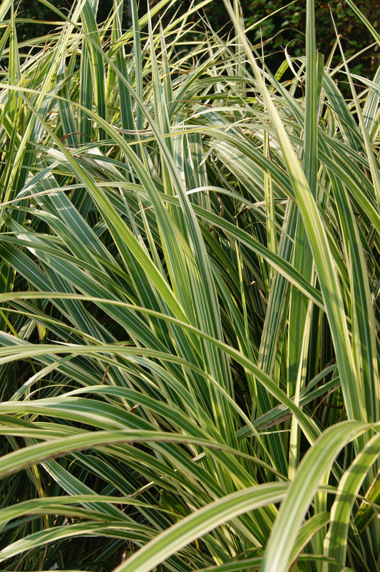 Miscanthus sinensis 'Rigoletto'