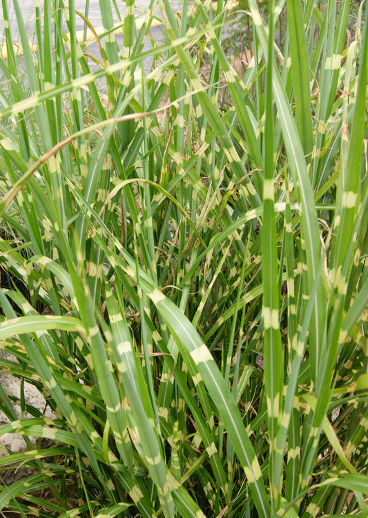 Grass, Porcupine Maiden / Eulalia, Banded 'Strictus' (Miscanthus)