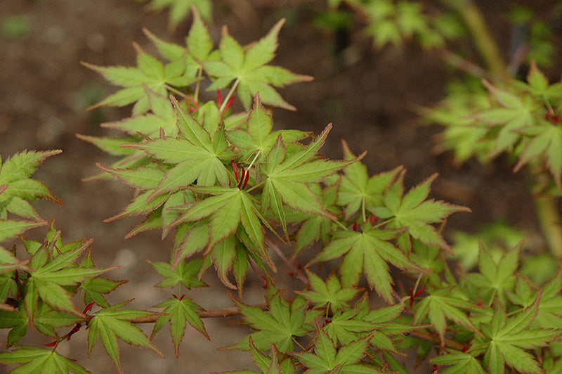 Acer palmatum 'Tsukasa Silhouet'