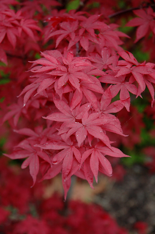 Acer palmatum 'Twombly Red Sentinel'