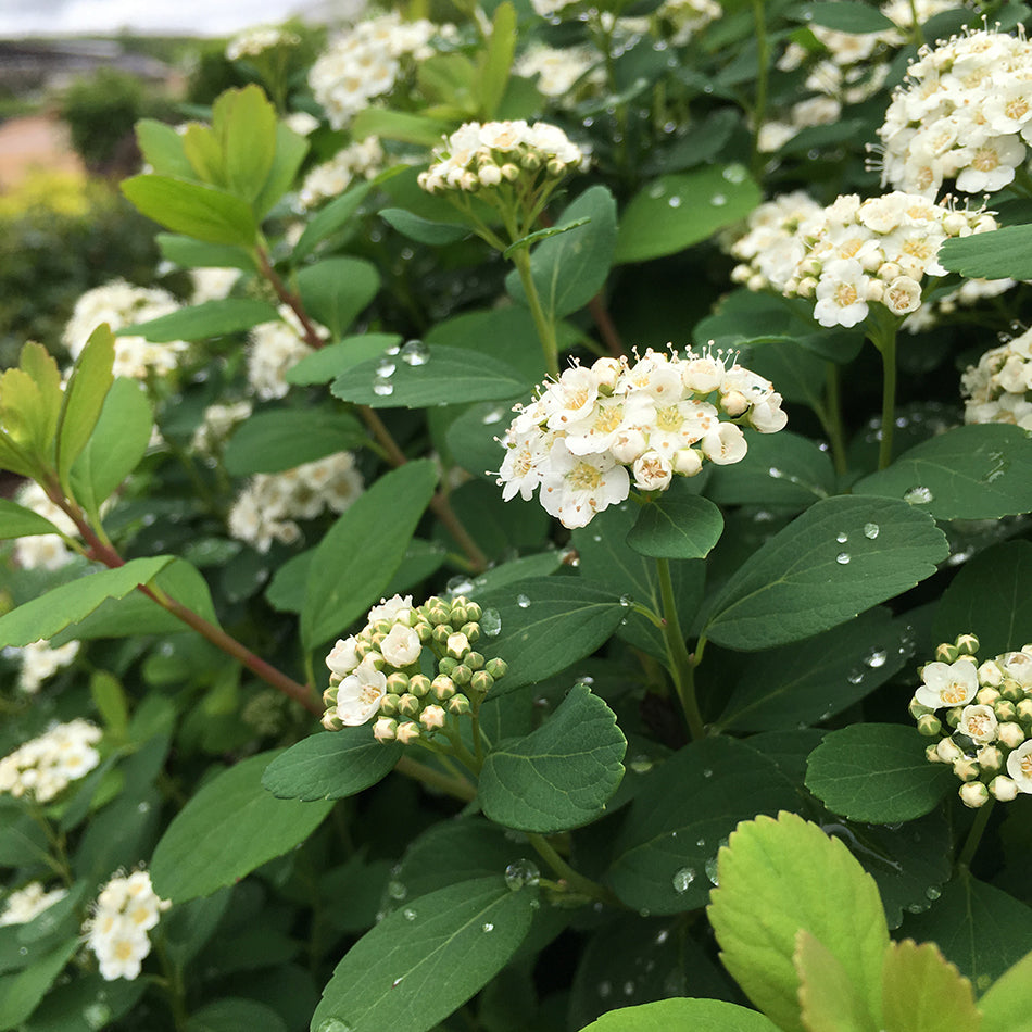 Spirea / Meadowsweet, Birchleaf 'Tor' (Spiraea)
