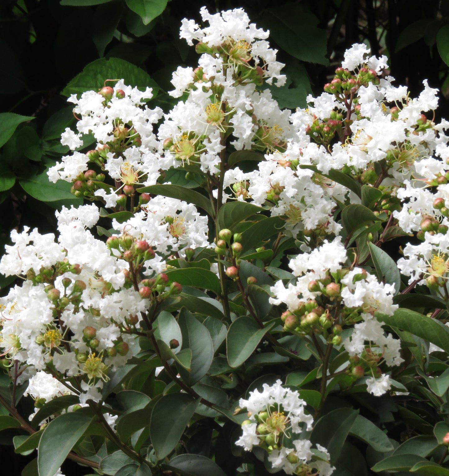 Crape Myrtle, Dwarf 'Enduring Summer White' (Lagerstroemia)