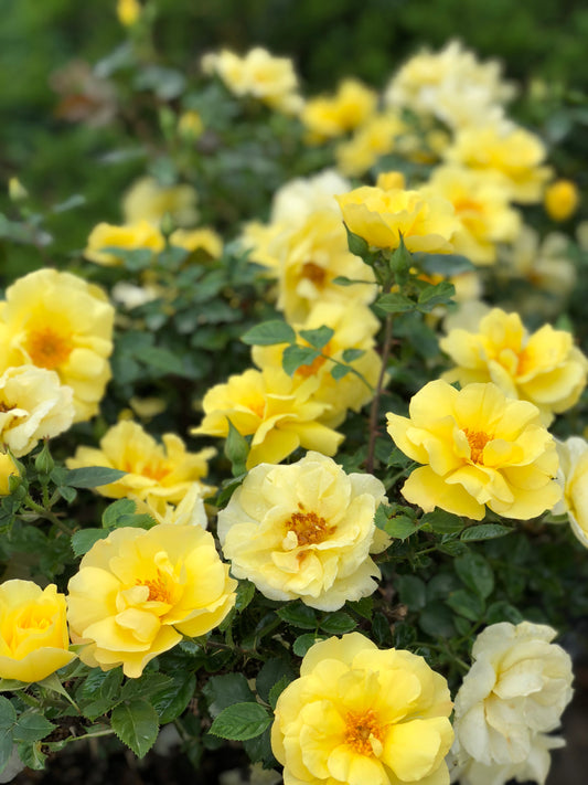 Rose, Shrub 'The Champion Yellow' (Rosa)