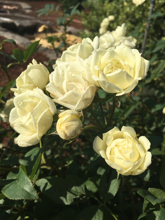 Rose, Shrub 'The Champion Ivory' (Rosa)