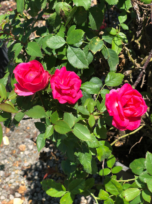 Rose, Shrub 'The Grand Champion Pink' (Rosa)