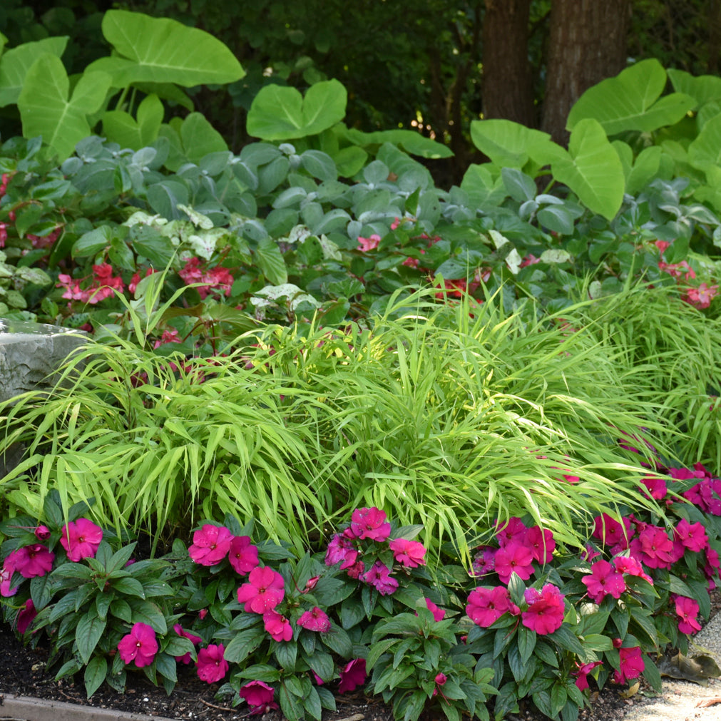 Grass, Japanese Forest 'All Gold' (Hakonechloa)