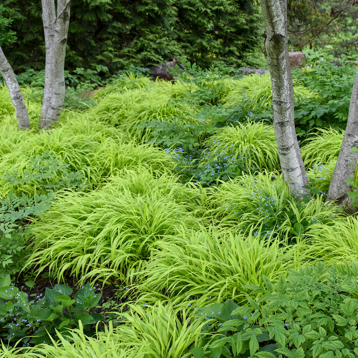 Grass, Japanese Forest 'All Gold' (Hakonechloa)