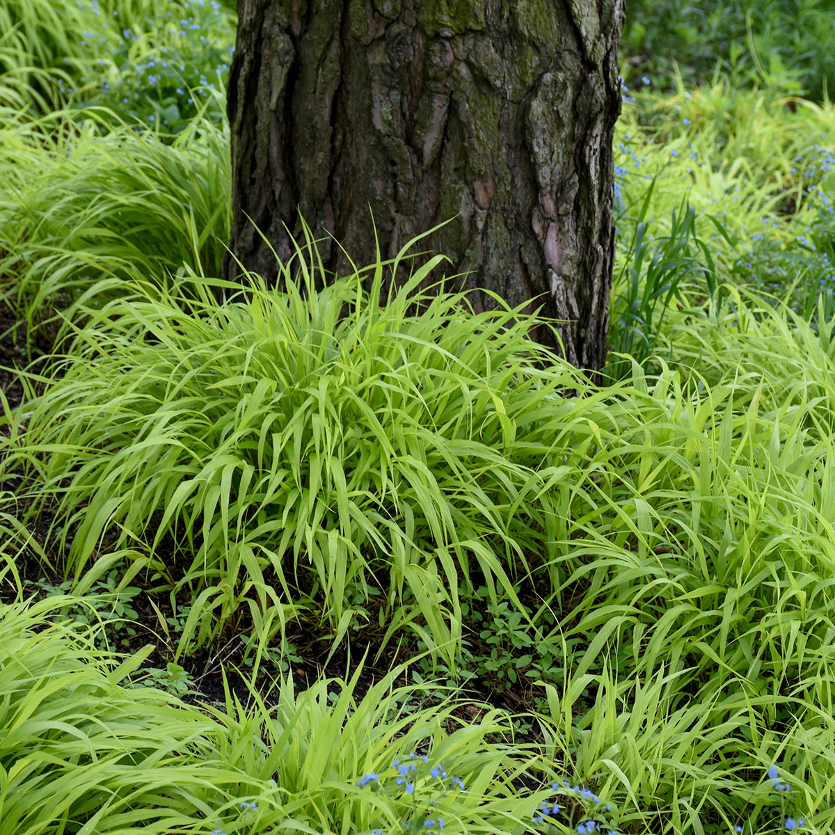 Grass, Japanese Forest 'All Gold' (Hakonechloa)