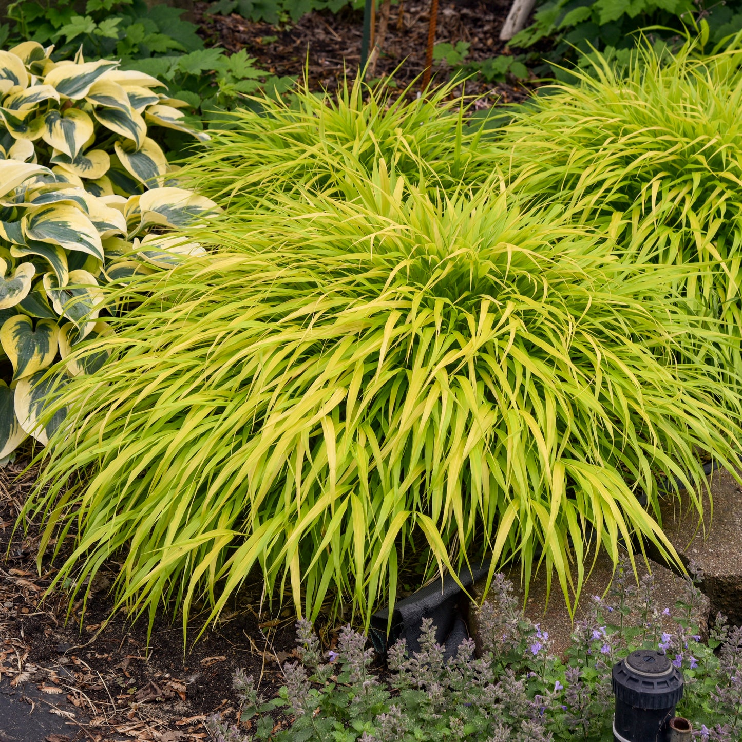Grass, Japanese Forest 'All Gold' (Hakonechloa)