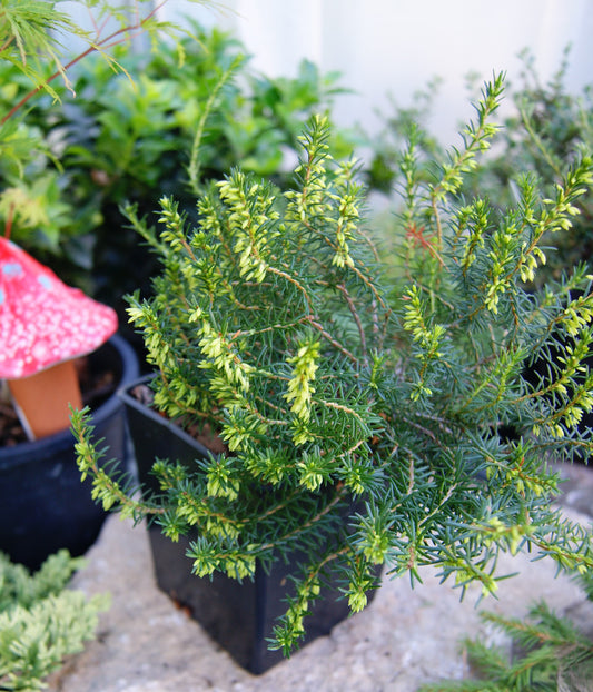 Heather & Heath Varieties (Ericaceae)