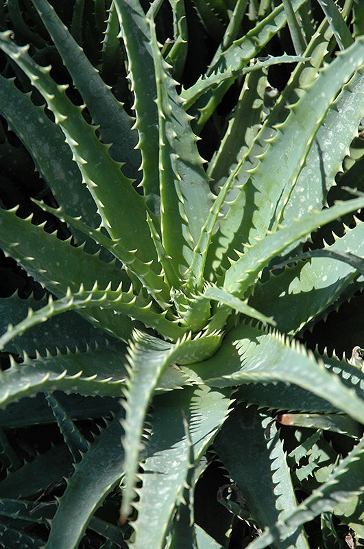 Aloe humilis ‘Hedgehog’