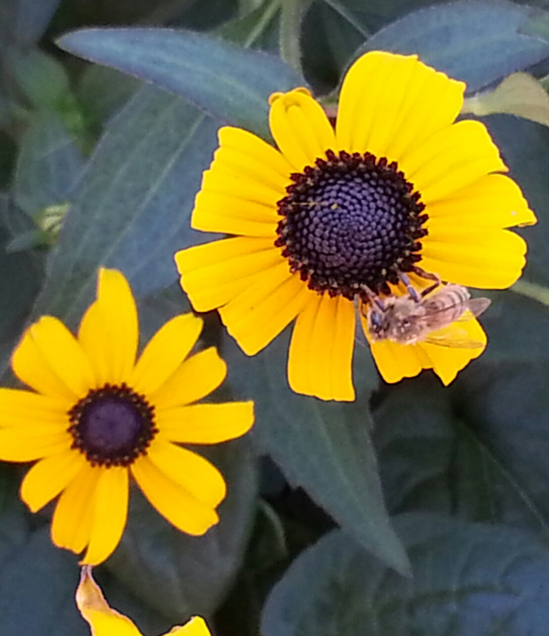 Sunflower, Dwarf 'Sunbelivable Brown Eyed Girl' (Helianthius)