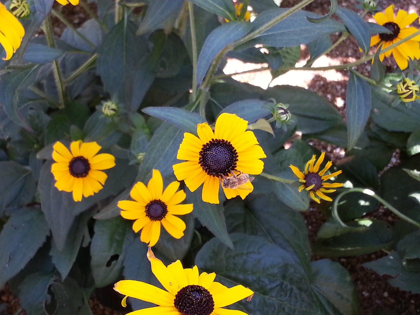 Sunflower, Dwarf 'Sunbelivable Brown Eyed Girl' (Helianthius)