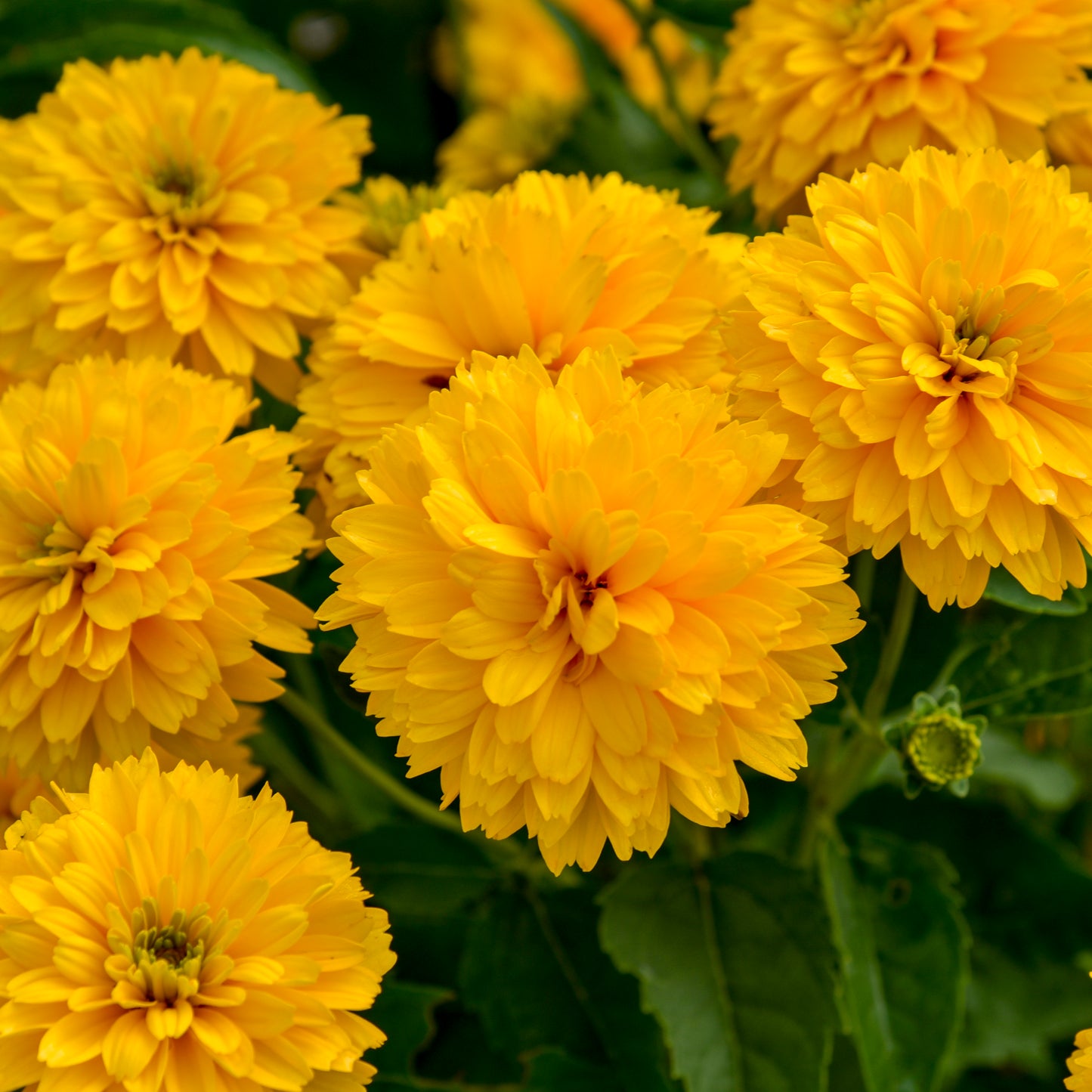 Sunflower, False 'Rays for Days' (Heliopsis)
