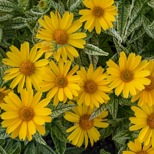 Sunflower, Oxeye Daisy 'Sunstruck' (Heliopsis)