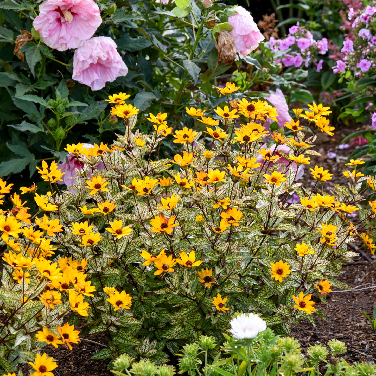 Sunflower, False 'Touch of Blush' (Heliopsis)