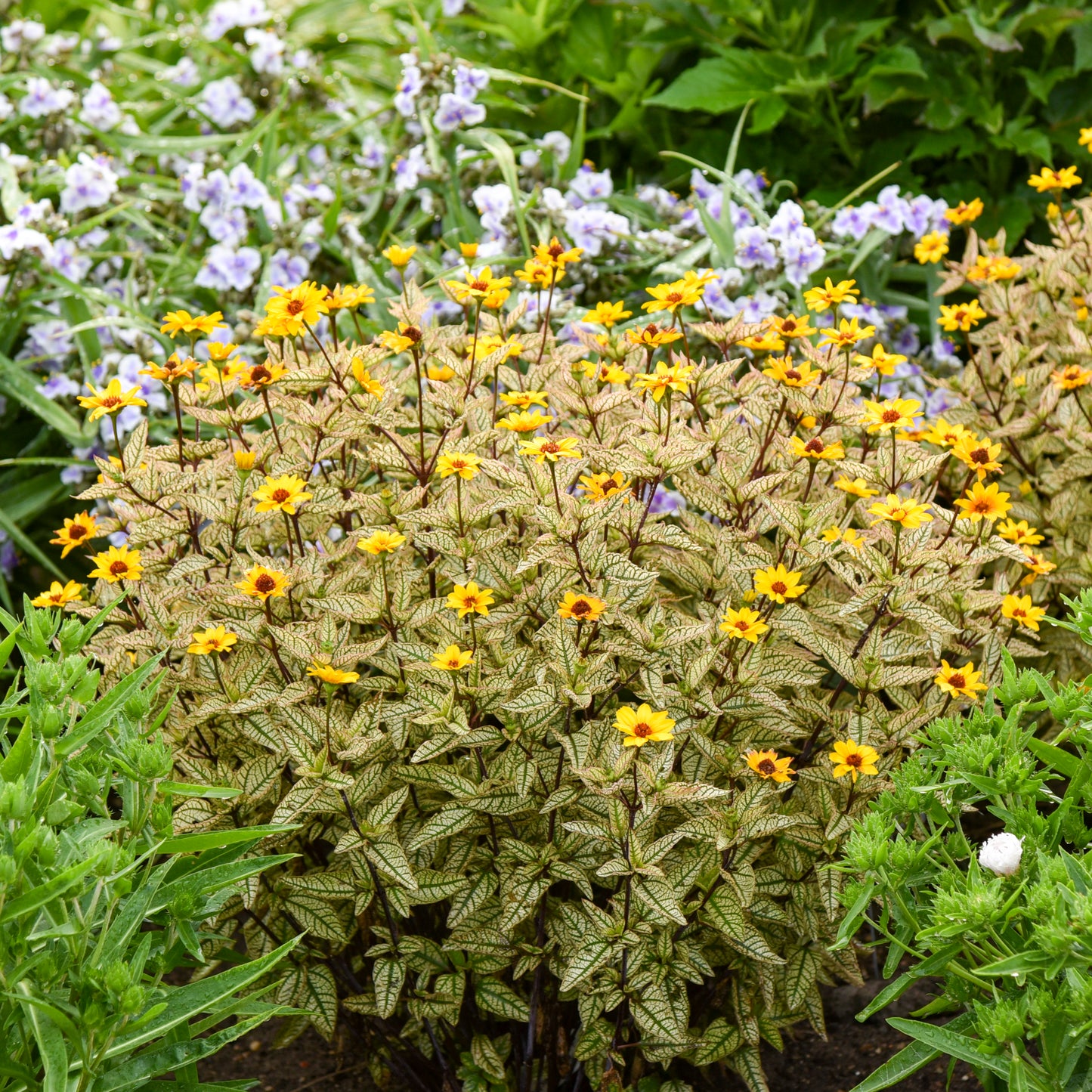 Sunflower, False 'Touch of Blush' (Heliopsis)