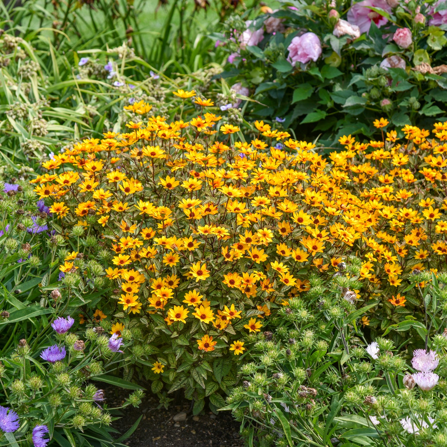 Sunflower, False 'Touch of Blush' (Heliopsis)