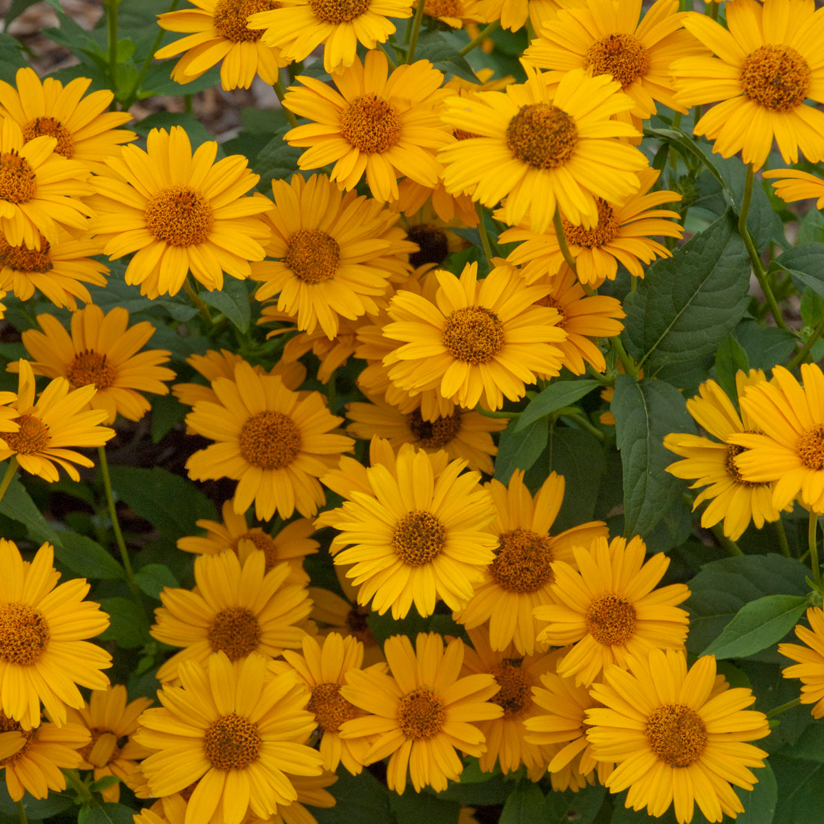 Sunflower, Oxeye Daisy 'Tuscan Sun' (Heliopsis)
