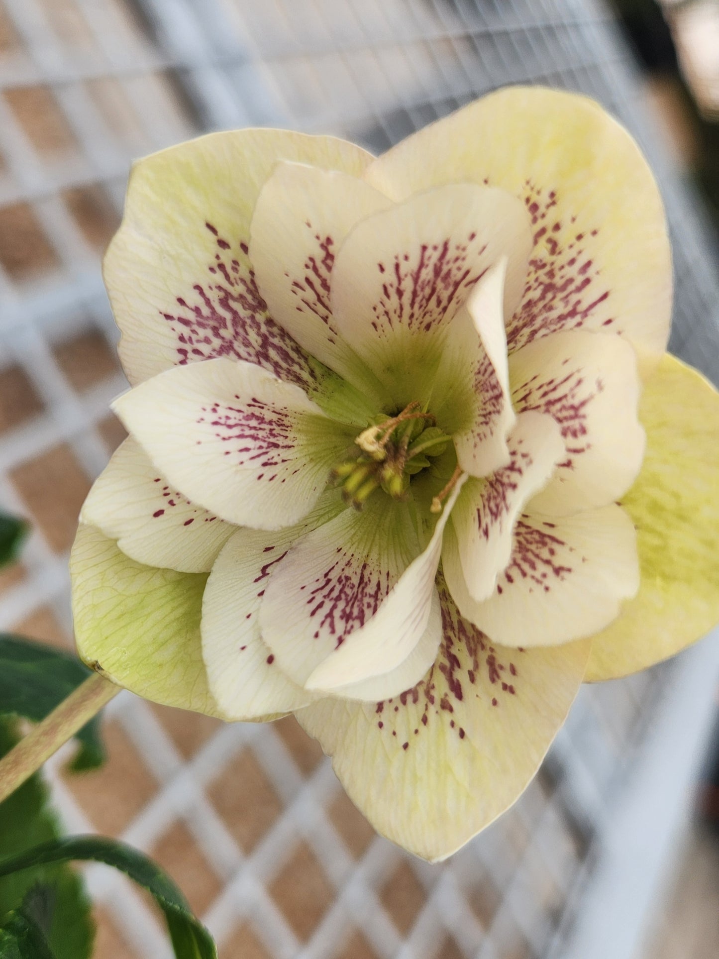 Lenten Rose 'Honeymoon French Kiss' (Helleborus)