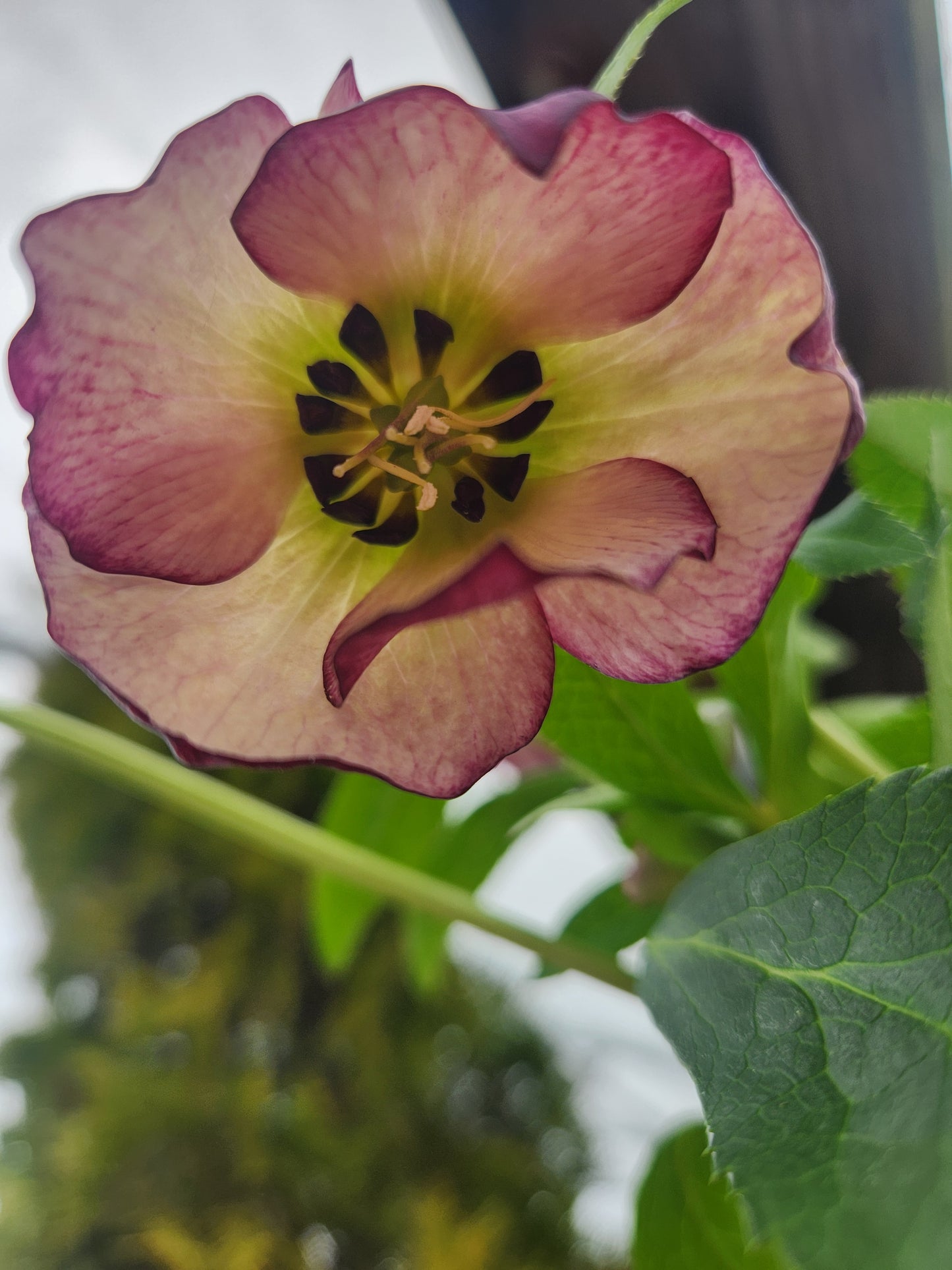Lenten Rose 'Honeymoon French Kiss' (Helleborus)
