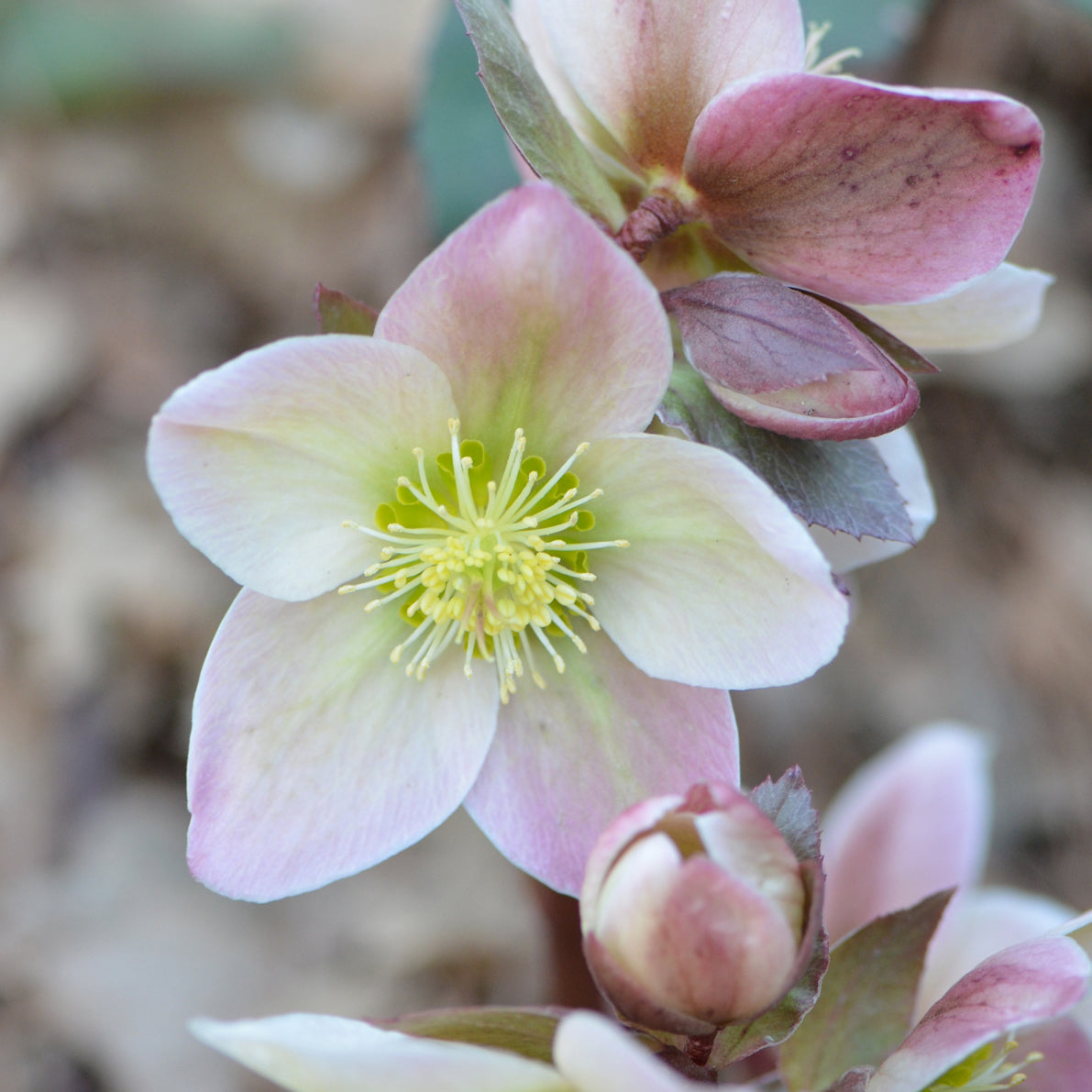 Lenten Rose 'Ivory Prince' (Helleborus)