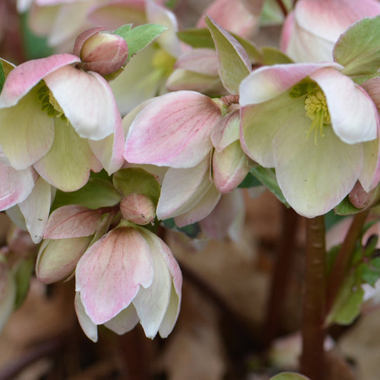 Lenten Rose 'Ivory Prince' (Helleborus)