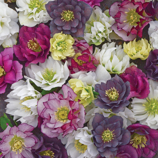 Lenten Rose 'Wedding Party Mix Doubles' (Helleborus)