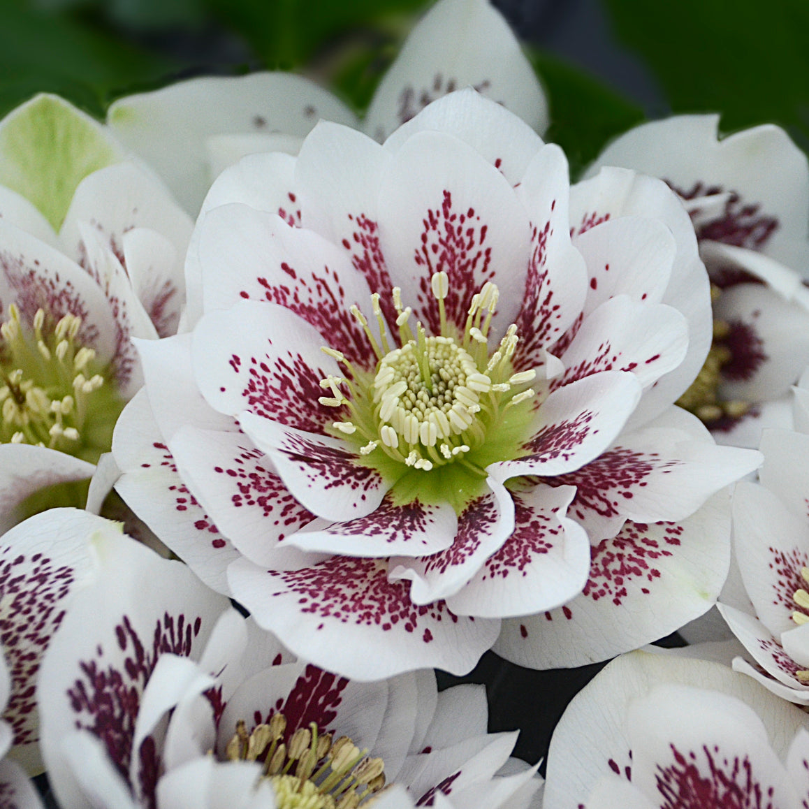 Lenten Rose 'Wedding Party Confetti Cake' (Helleborus)