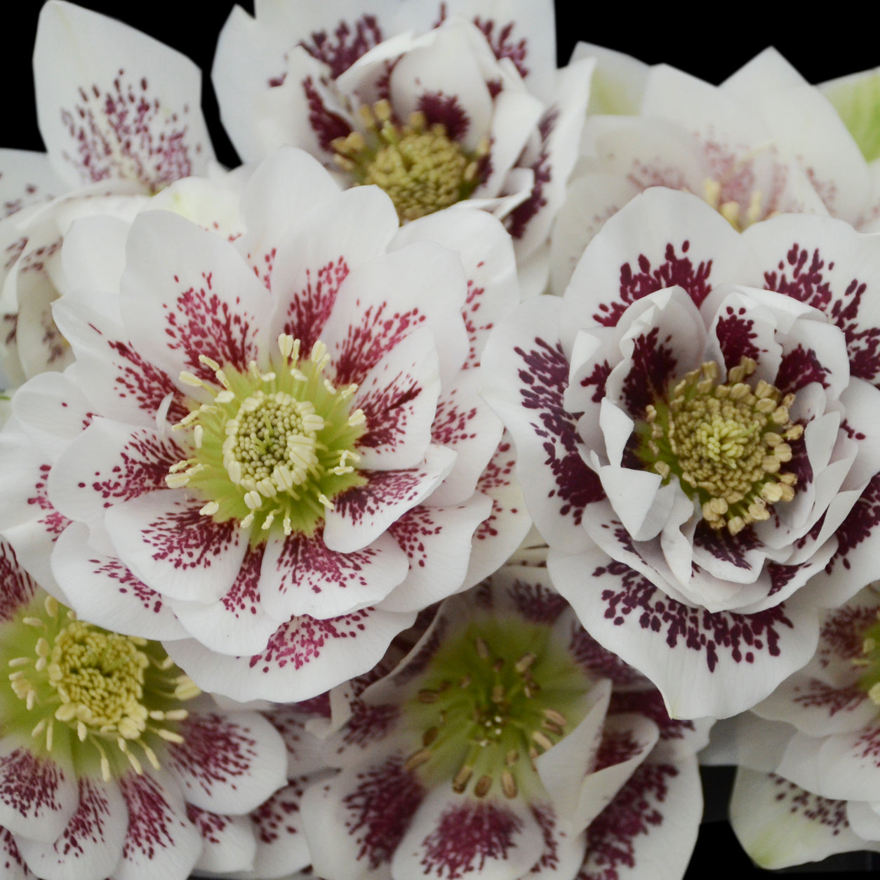 Lenten Rose 'Wedding Party Confetti Cake' (Helleborus)