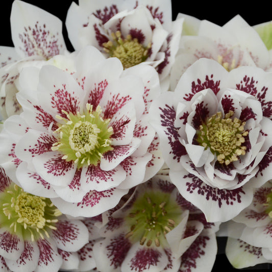 Lenten Rose 'Wedding Party Confetti Cake' (Helleborus)