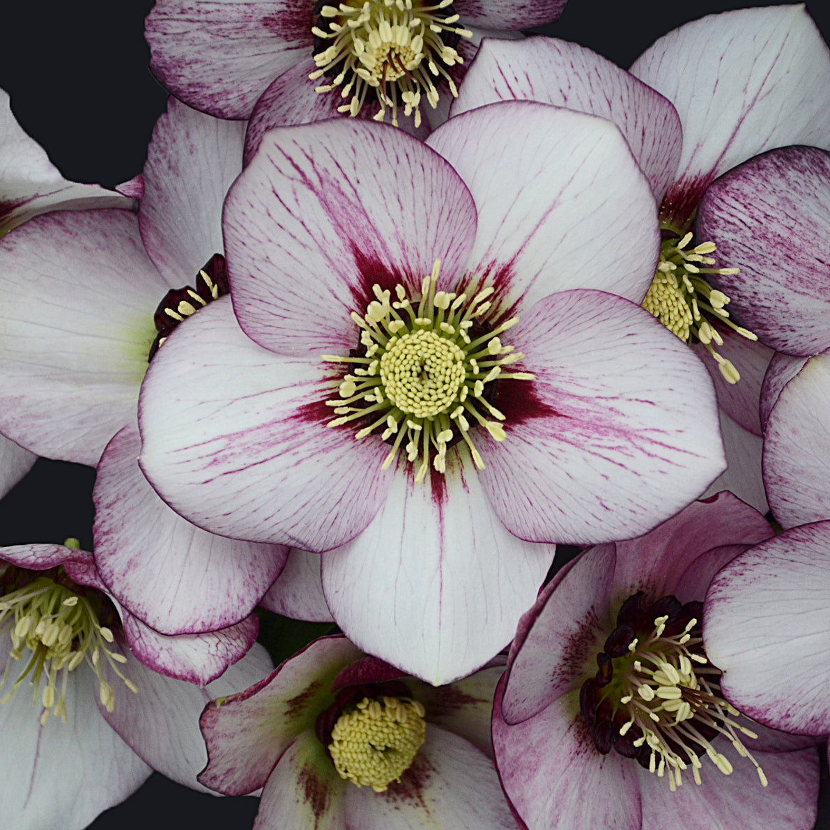 Lenten Rose 'Honeymoon French Kiss' (Helleborus)