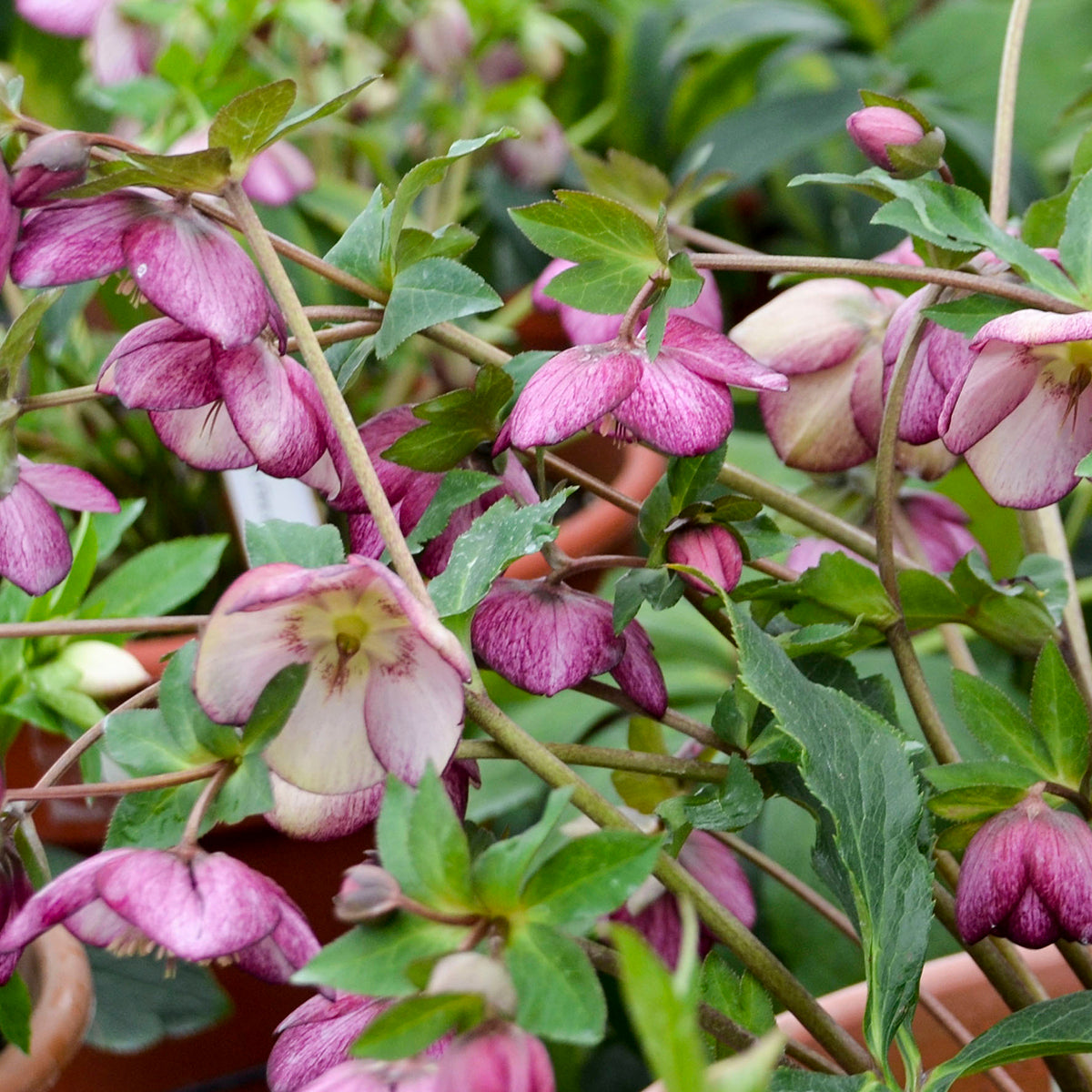 Lenten Rose 'Honeymoon French Kiss' (Helleborus)