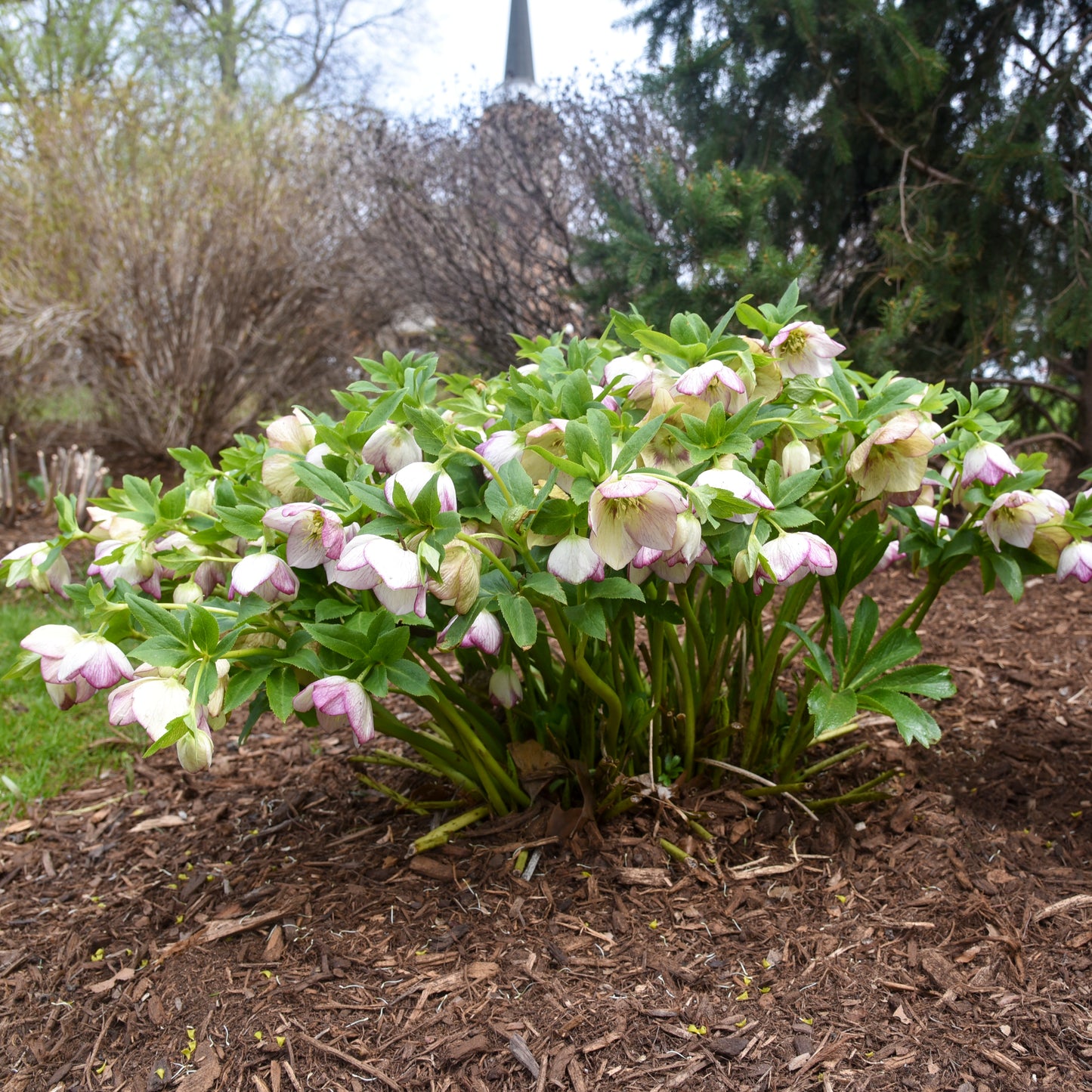 Lenten Rose 'Honeymoon French Kiss' (Helleborus)